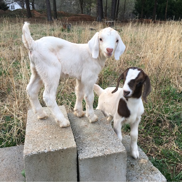 Meet your Posher, the Old Goat - Picture 12 of 13